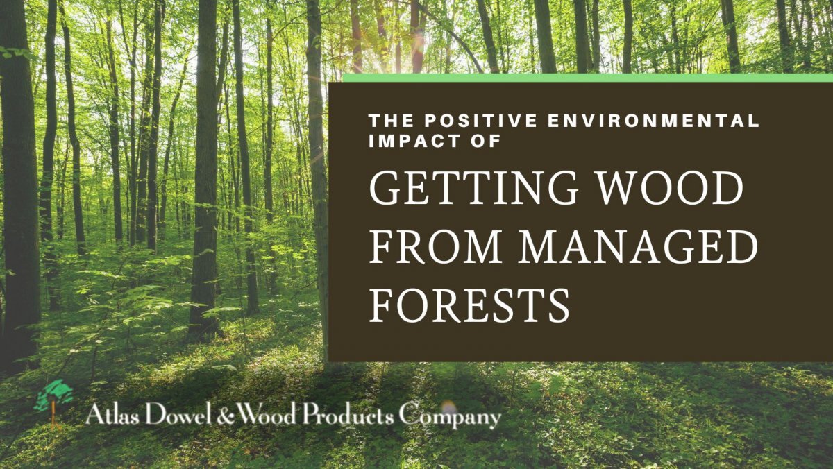 Forest Banner with The Positive Environmental Impact of Getting Wood from Managed Forests